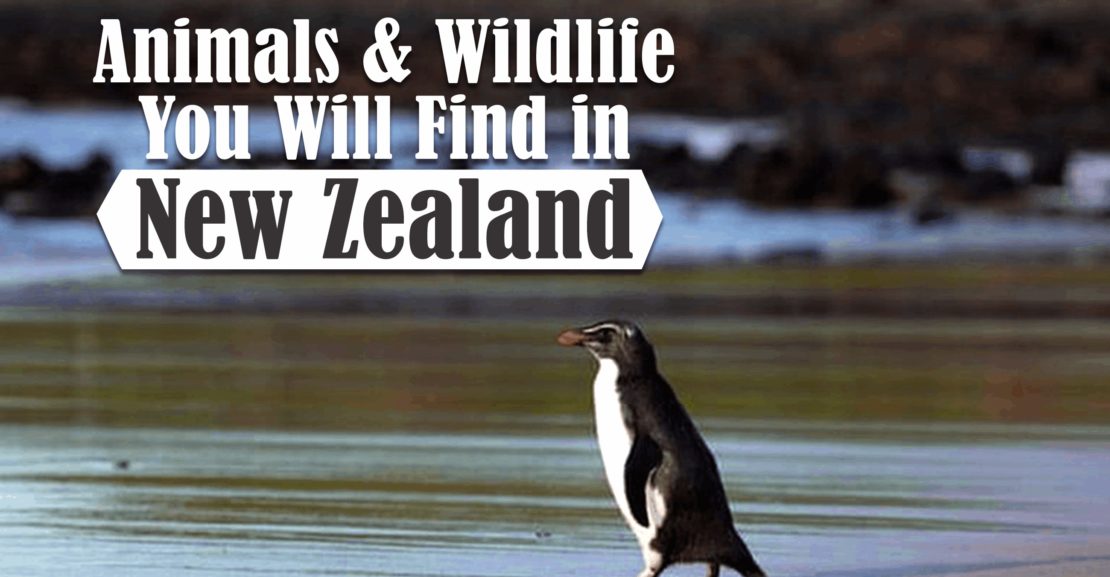 Animals and Wildlife You Will Find in New Zealand | TCNZ | Travel Cars NZ