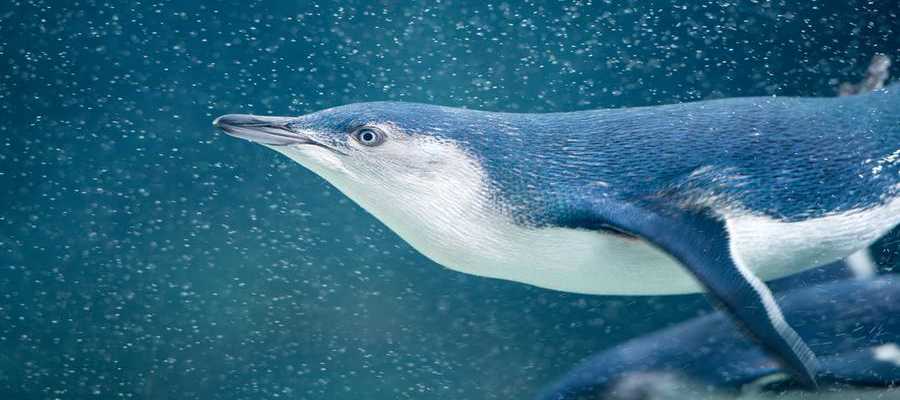 blue penguin under water